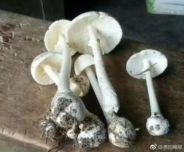 搞黄色网站国产