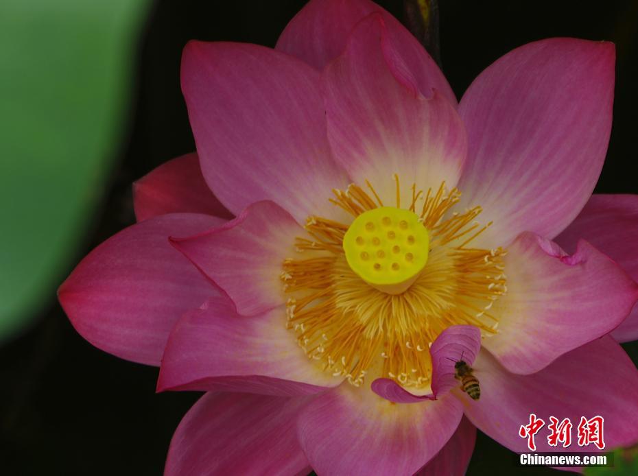 波多野结衣被强无码虚拟vr