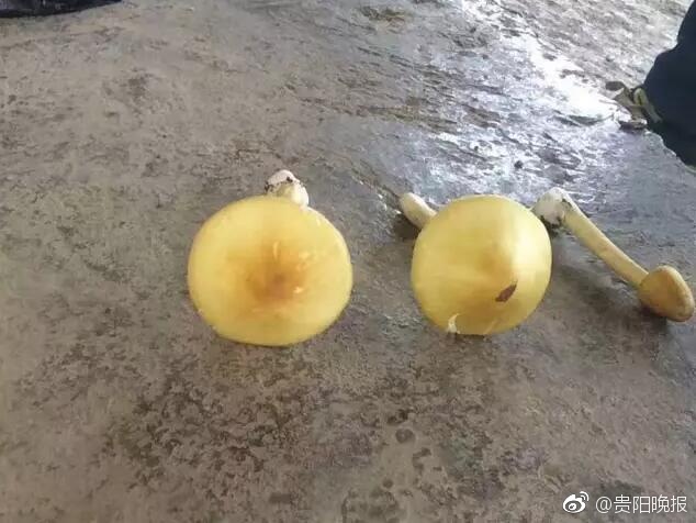 张柏芝自慰全部无打码