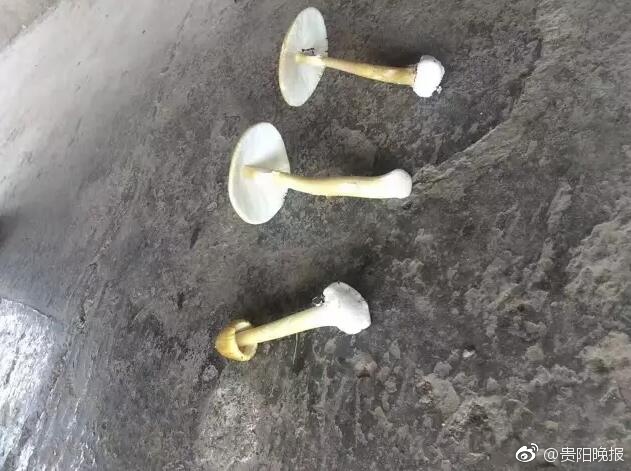 张柏芝三角黑毛一片