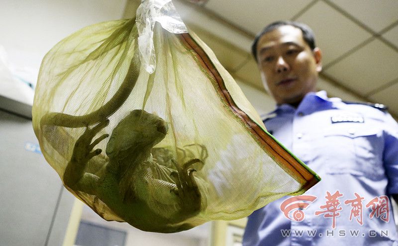 美国性爱网址