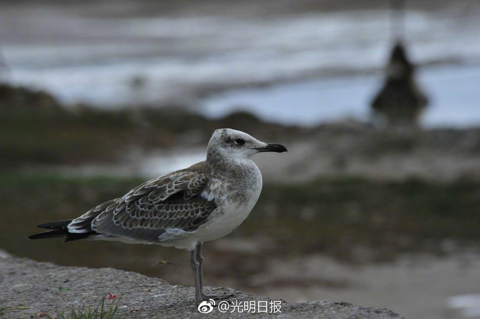 A级片孕妇