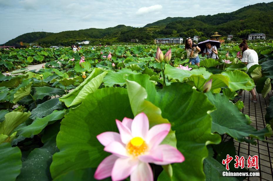 黄片怡红院