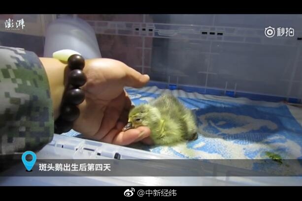 夫妻性生活黄色网站美女