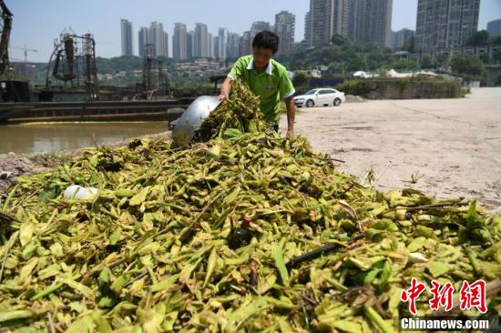 重庆主城区人口_重庆面积人口