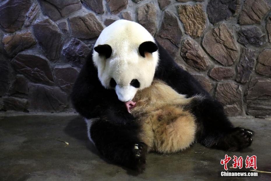 中国熟女推油按摩偷拍