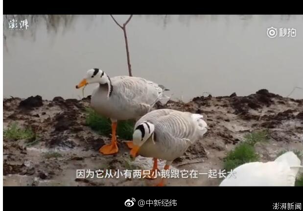 Chinese中老年女Hd
