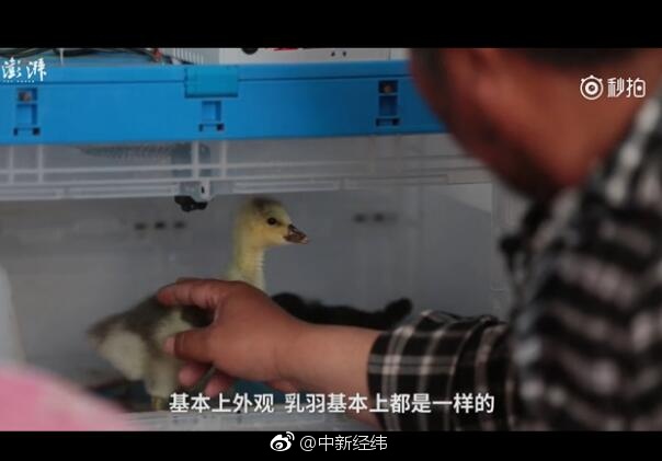 陈静