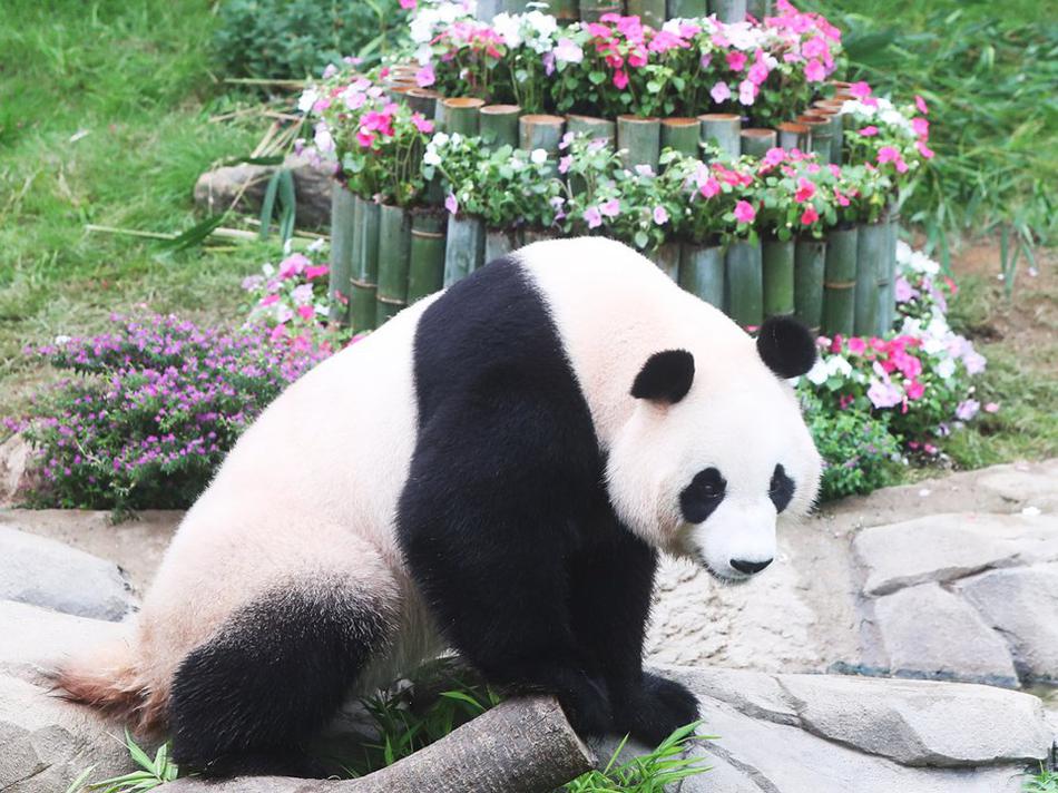 成人毛片