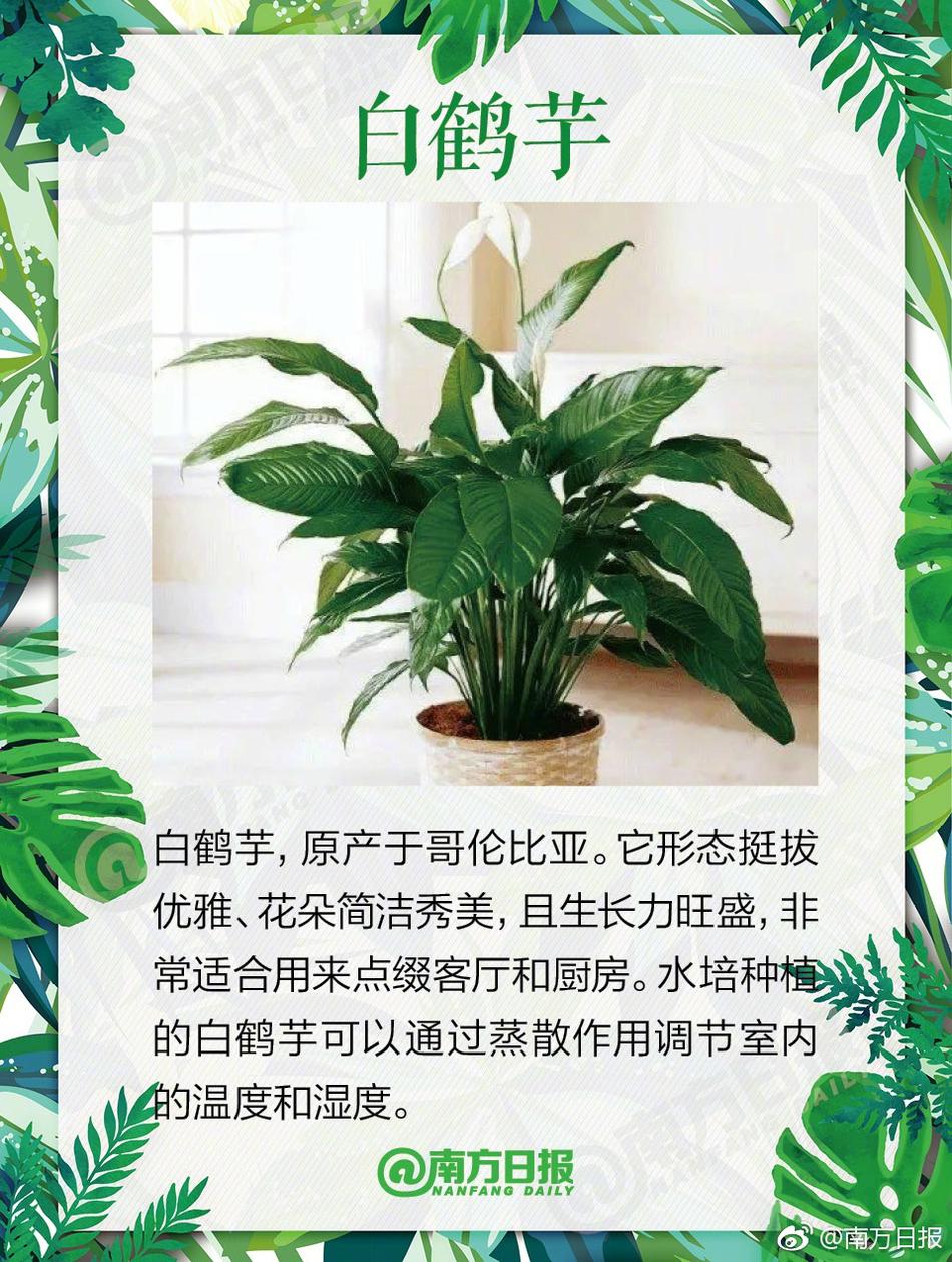 人妻丝袜另类