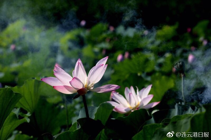 開発三昧