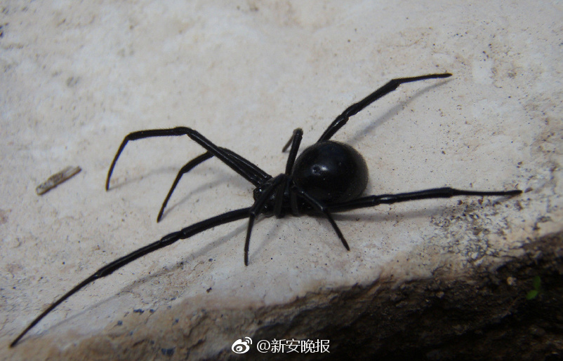 西条麗