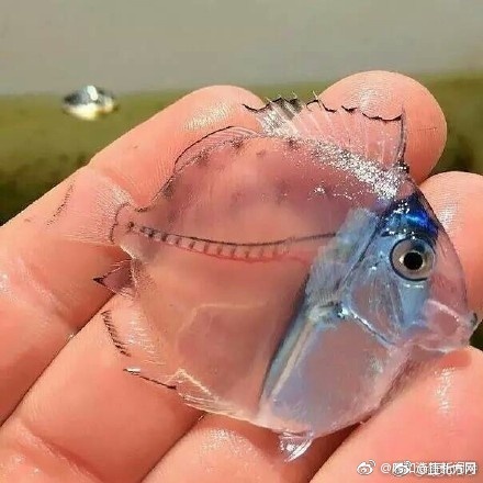 麦家琪拍过的三级片电影