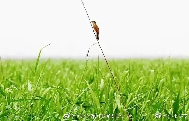 黄色视频的网址在线免费观看