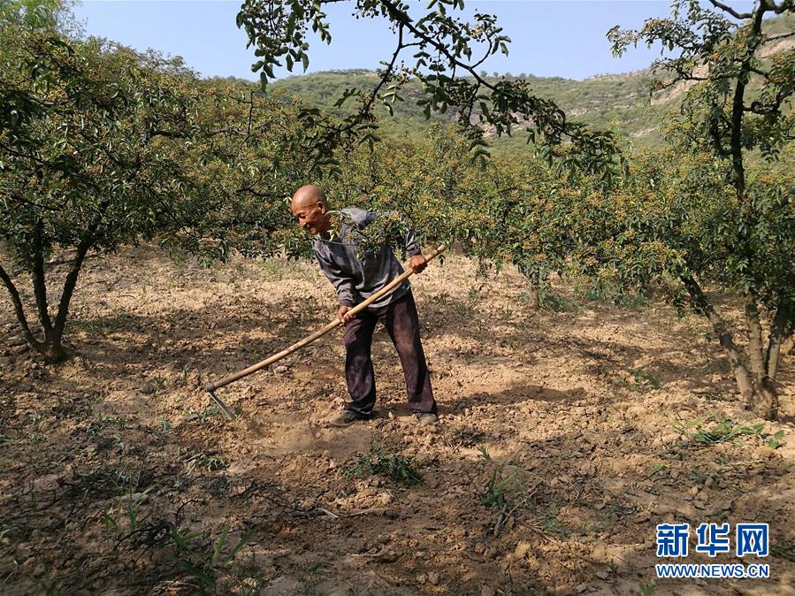 马树人口多少_夏朝有多少人口