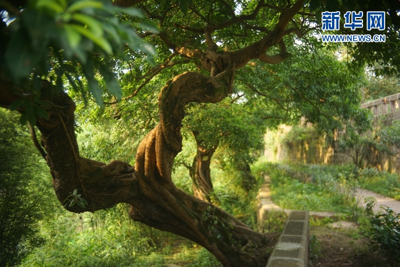 夫妻一特级生活片在线