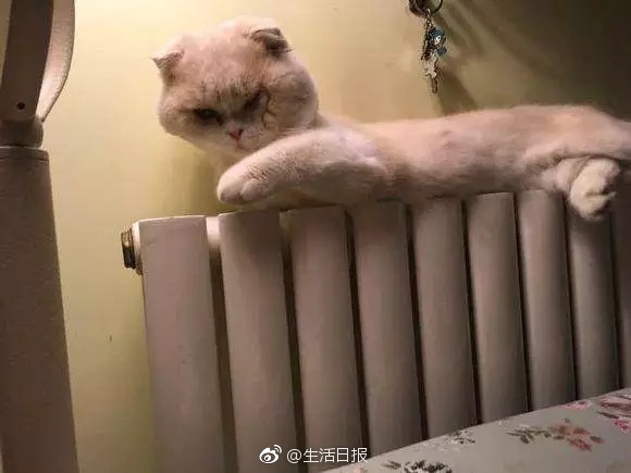 国产一级做a爱片久久毛片a