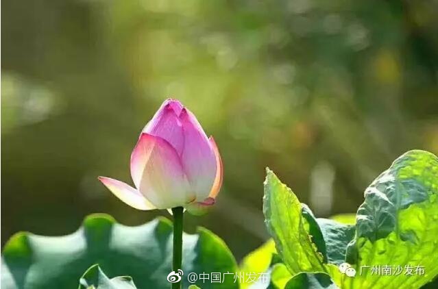 东京热免费下载