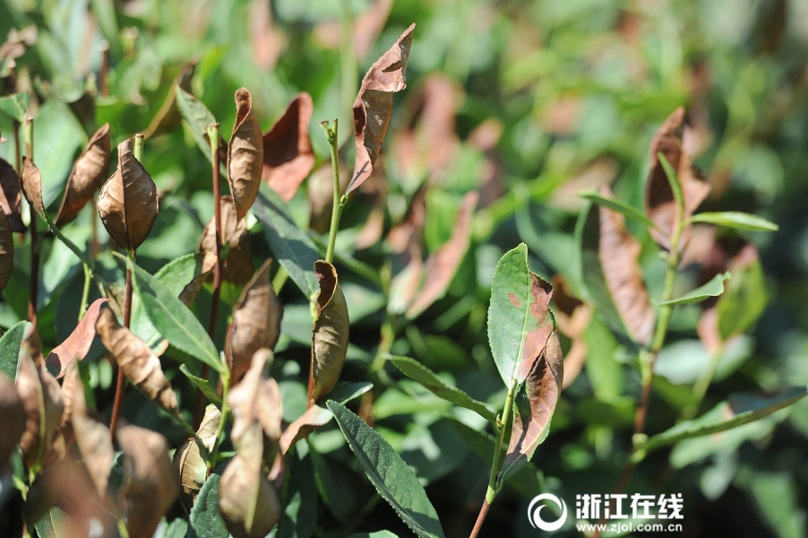 黄色全部无码网站
