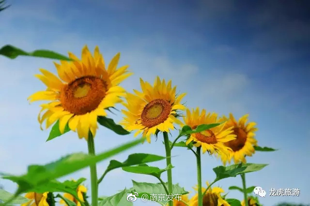 全球 色情 网站