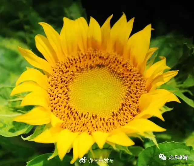 大幂幂被弄得奶头都凸出来了