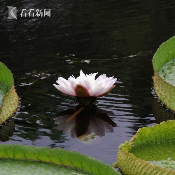 黄色片在线看网站