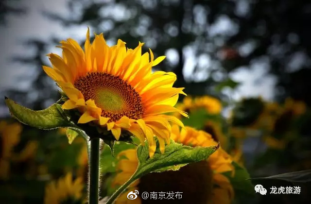 成熟妇女色惰片免费看