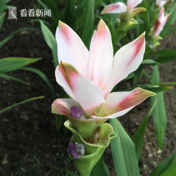 男闺蜜
