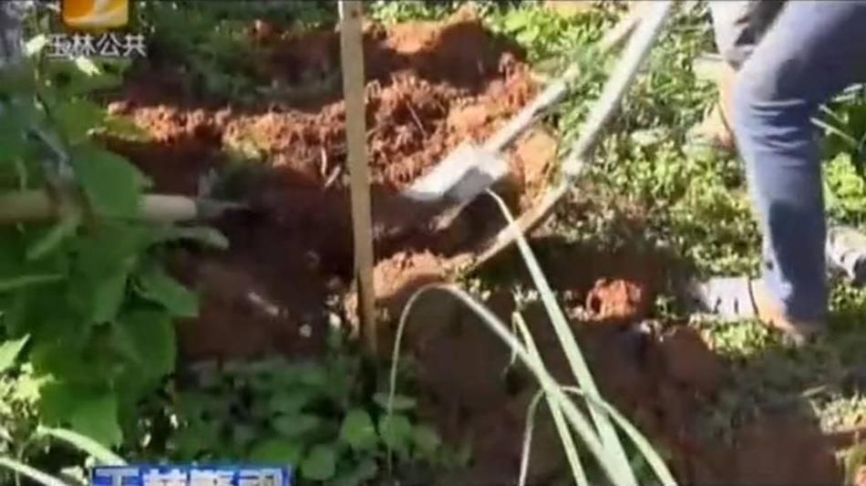 国产一级a一级a爰片免费无办公室