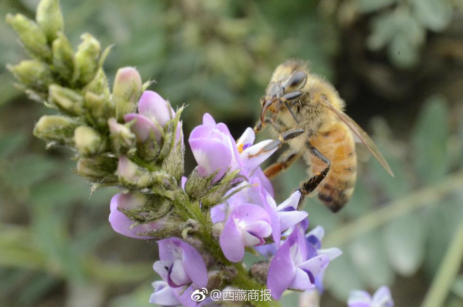 波多野结衣被强无码虚拟vr