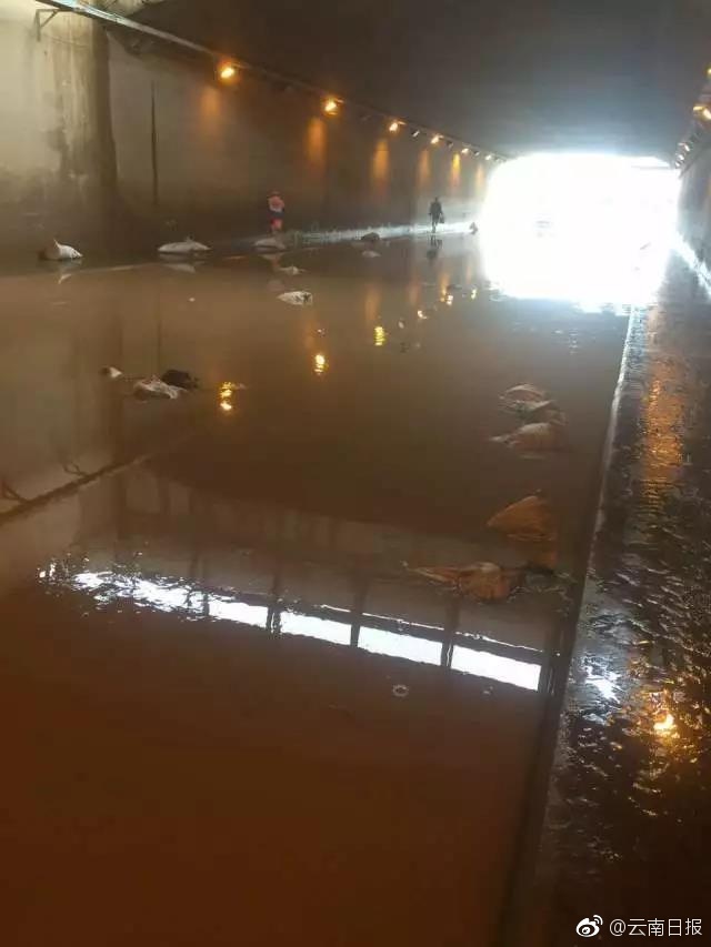 91看黄