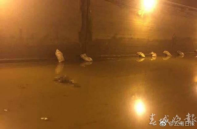 舒淇的黄色电影能看视频的