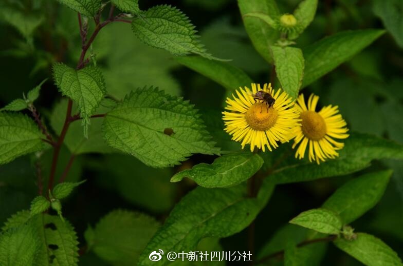台灣高潮