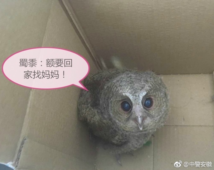 欧美特级黄色录相