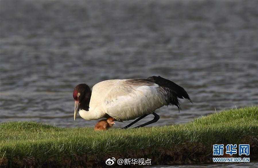 中国老妈性爱视频