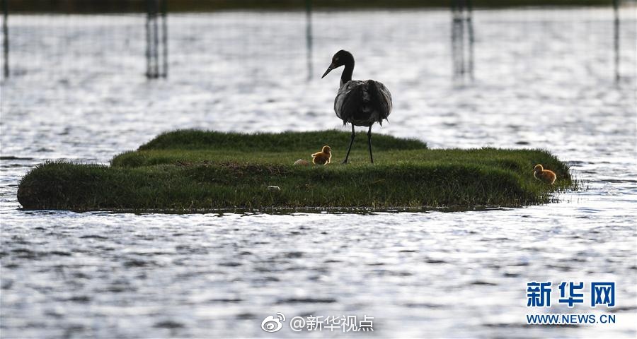 翁虹做爰高潮全过真皮沙发