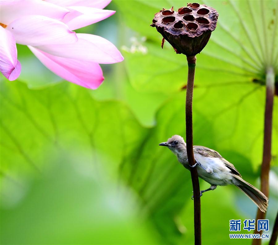 free嫩白12sex性摘花