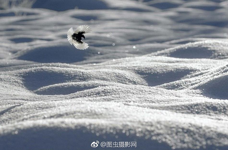 YY直播下载