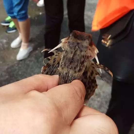 黄色 Hd高清视频