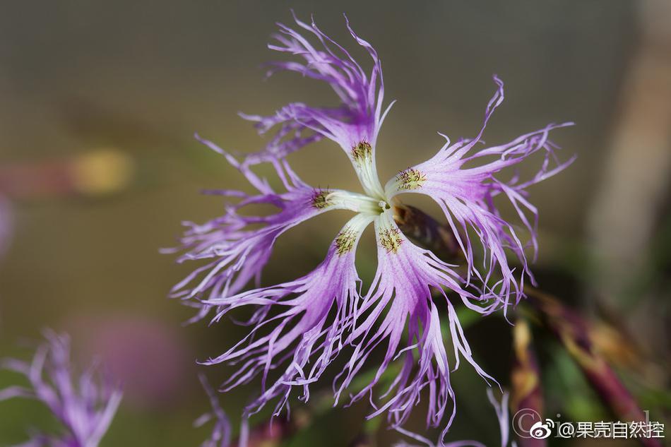 欧美性另类高清极品电影