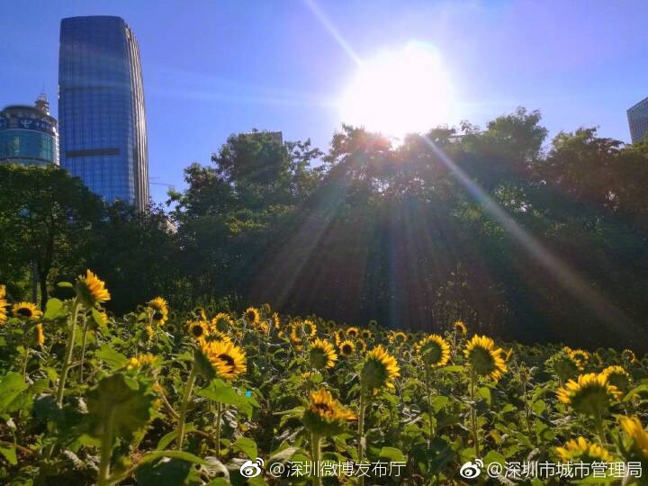 黄色孕妇一级网站