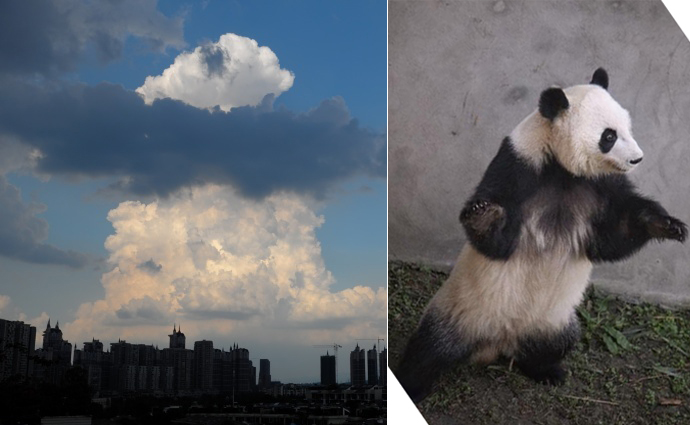 台灣丁字褲
