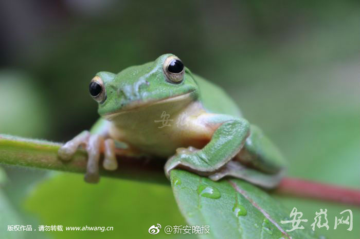 賀天寰