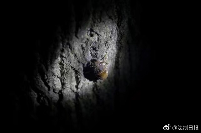 欧美三级真做在线观看