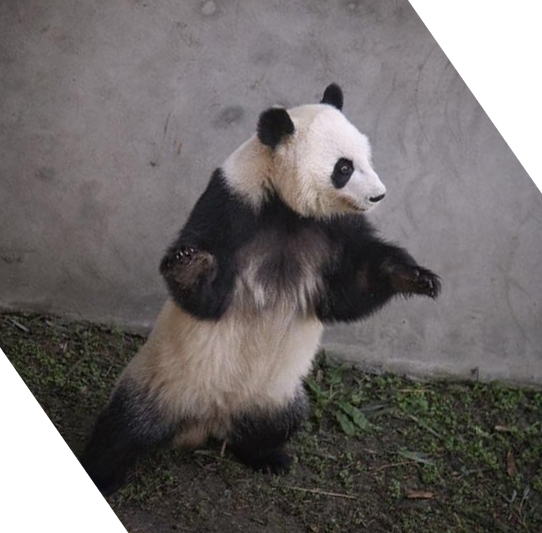 湯圓妹