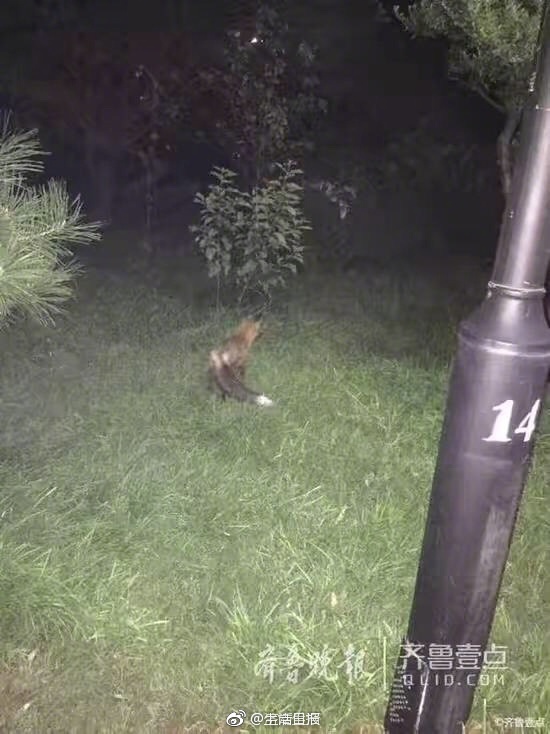 森野雫