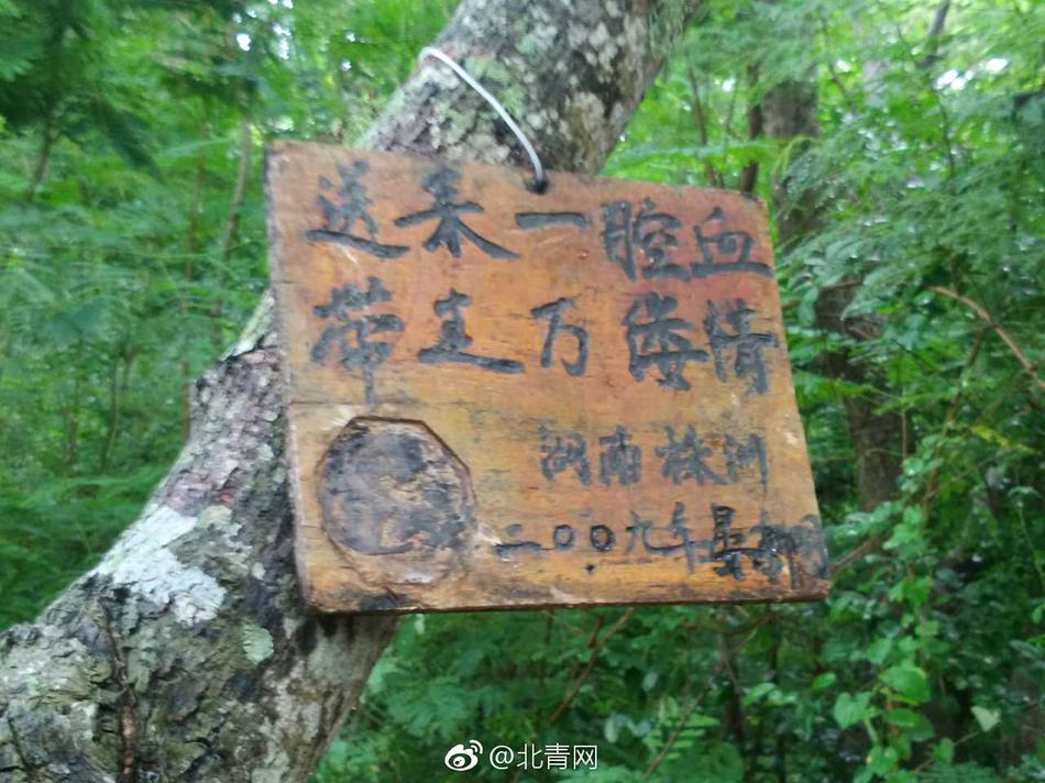 狂野少女高清免费观看第14集