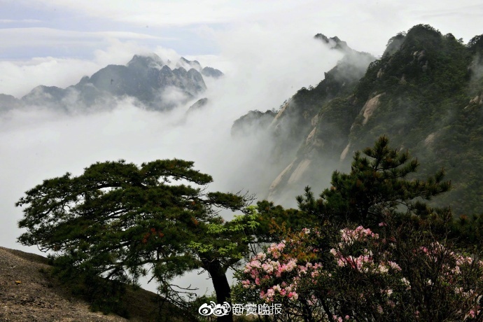 枫蜜直播