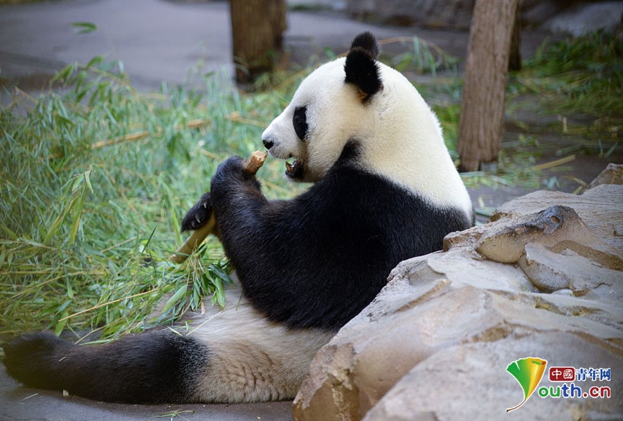 高清無碼