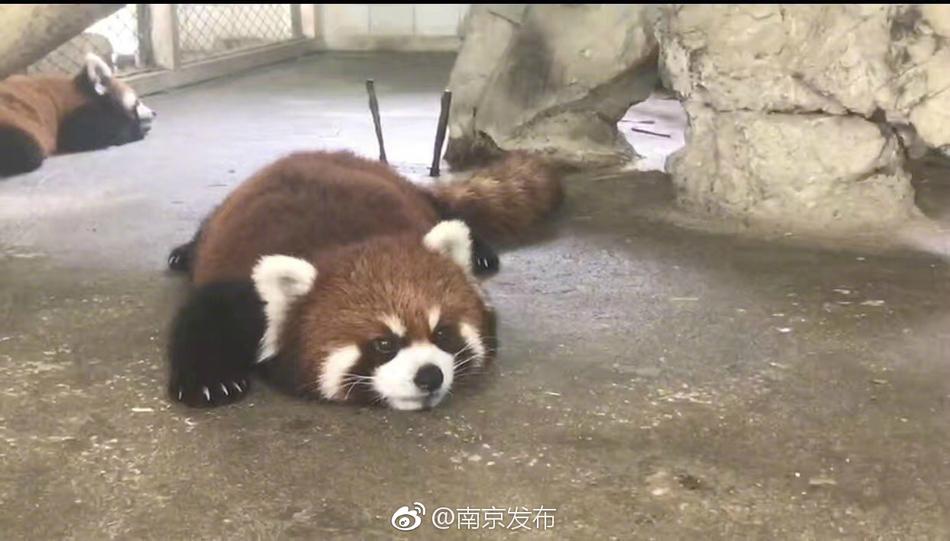 免费永久看直播APP下载排行